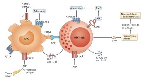 Purinergic Signaling and Pathology